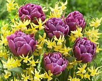 Tulipa Color Burst, Narcissus Hawera