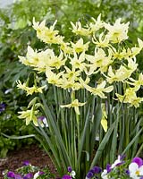 Narcissus Exotic Mystery