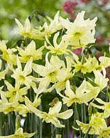 Narcissus Exotic Mystery
