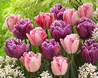 Tulipa Color Burst, Foxtrot