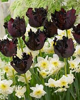 Tulipa Black Parrot, Narcissus Tristar