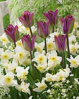 Tulipa Nightrider, Narcissus Tristar