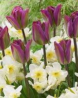 Tulipa Nightrider, Narcissus Tristar