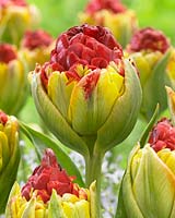 Tulipa Matchstick