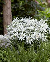 Leontopodium alpinum Blossom of Snow