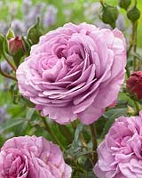 Rosa Lavender Ice