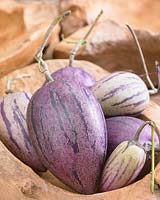 Solanum muricatum Purple