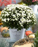 Chrysanthemum De Niro' White