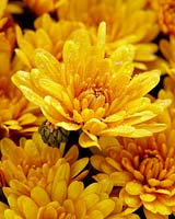 Chrysanthemum PacinoÂ® Orange