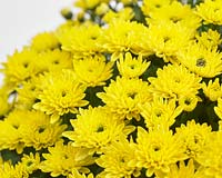Chrysanthemum BlanchettÂ® Yellow
