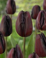 Tulipa Continental