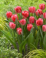 Tulipa Foxtrot Pink