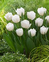 Tulipa Foxtrot White