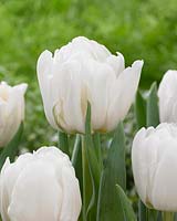 Tulipa Foxtrot White