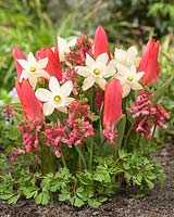 Narcissus Snow Baby, Tulipa Scarlet Baby, Corydalis Beth Evans