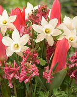 Narcissus Snow Baby, Tulipa Scarlet Baby, Corydalis Beth Evans