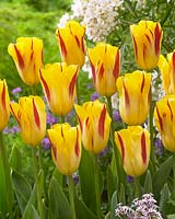 Tulipa Washington