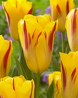 Tulipa Washington
