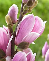 Magnolia x soulangeana Satisfaction
