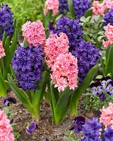 Hyacinthus Manhattan, Spring Beauty