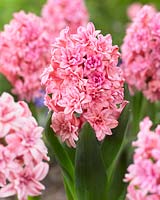 Hyacinthus Spring Beauty