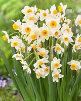 Narcissus Italicus 