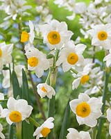 Narcissus Italicus 