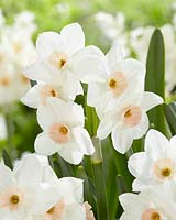 Narcissus Fencourt Jewel
