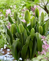 Tulipa Green Power