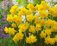 Narcissus Golden Delicious