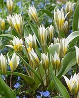 Tulipa biflora Major
