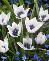 Tulipa Alba Coerulea Oculata