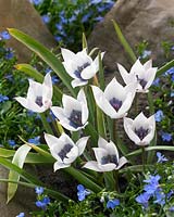 Tulipa Alba Coerulea Oculata