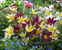 Tulipa humilis Odalisque, biflora Major