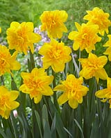 Narcissus Sunday Star