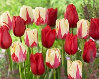 Tulipa World Expression, Kingsblood