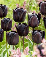 Tulipa black XX ( early )