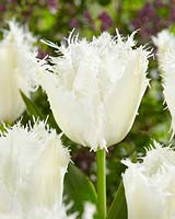 Tulipa Noordeinde