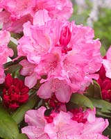 Rhododendron Polaris
