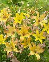 Lilium Yellow Cocotte, Lilium Corsage, Lilium P391