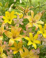 Lilium Yellow Cocotte, Lilium Corsage, Lilium P391