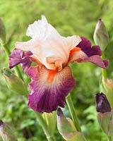 Iris germanica Prince Eugene