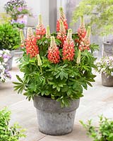 Lupinus Tequila Flame