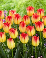 Tulipa Suncatcher