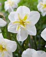 Narcissus Lemon Beauty