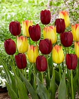 Tulipa Suncatcher, National Velvet