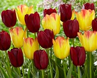 Tulipa Suncatcher, National Velvet