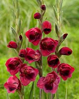 Gladiolus papilio Ruby Red