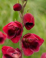 Gladiolus papilio Ruby Red