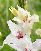 Gladiolus fragrant Lucky Star